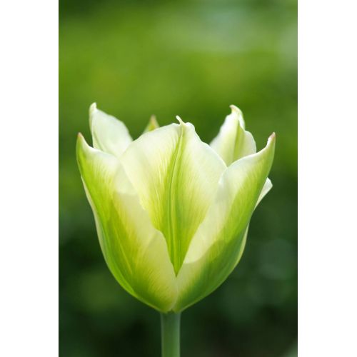 Tulp spring green 7 bollen - afbeelding 3