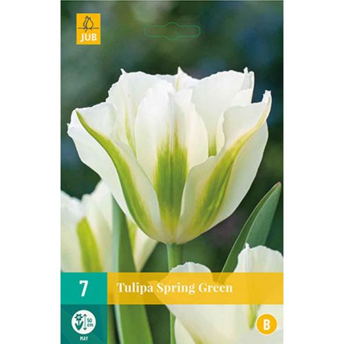 Tulp spring green 7 bollen - afbeelding 1