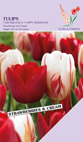 Tulp Strawberry & Cream 12 bollen