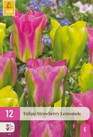 Tulp strawberry lemonade 12 bollen