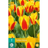 Tulp Stresa 7 bollen - afbeelding 3
