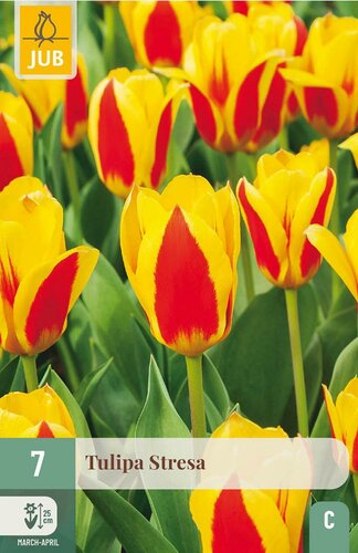Tulp Stresa 7 bollen - afbeelding 4