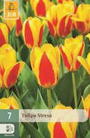 Tulp Stresa 7 bollen