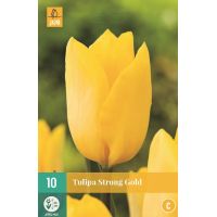 Tulp strong gold 10 bollen - afbeelding 2