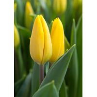 Tulp strong gold 7 bollen - afbeelding 2