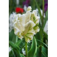 Tulp super parrot 7 bollen - afbeelding 2