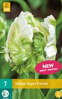 Tulp super parrot 7 bollen - afbeelding 2