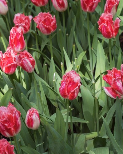 Tulp sweet Simone 7 bollen - afbeelding 2