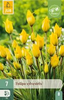 Tulp Sylvestris 7 bollen - afbeelding 4