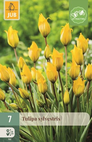 Tulp Sylvestris 7 bollen - afbeelding 1