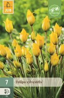 Tulp Sylvestris 7 bollen