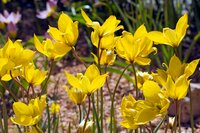 Tulp Sylvestris 7 bollen - afbeelding 3