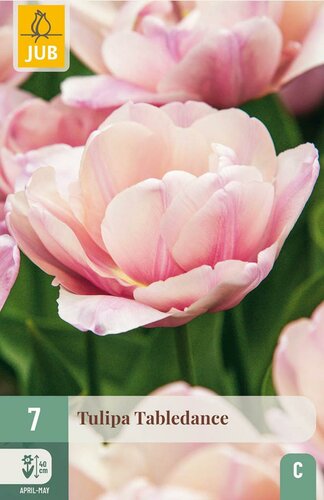 Tulp tabledance 7 bollen - afbeelding 3