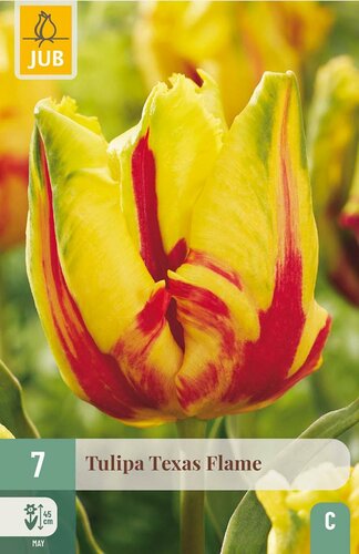 Tulp Texas flame 7 bollen - afbeelding 3