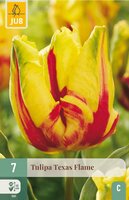 Tulp Texas flame 7 bollen - afbeelding 3