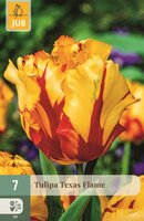 Tulp Texas flame 7 bollen