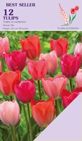 Tulp three in harmony mix 12 bollen