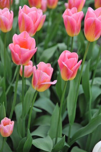 Tulp Tom Pouce 10 bollen - afbeelding 2