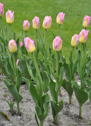 Tulp Tom Pouce 10 bollen - afbeelding 3