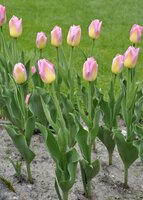 Tulp Tom Pouce 10 bollen - afbeelding 3