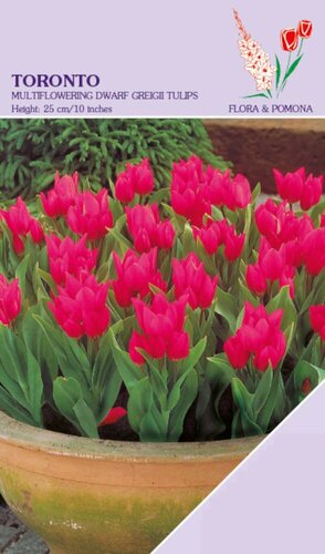 Tulp Toronto 12 bollen - afbeelding 1