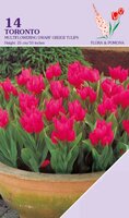 Tulp Toronto 14 bollen - afbeelding 1