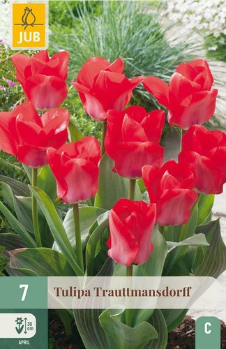 Tulp Trauttmansdorff 7 bollen - afbeelding 2