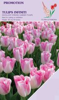 Tulp triumph infiniti 10 bollen