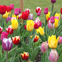 Tulp triumph mix 7 stuks - afbeelding 2
