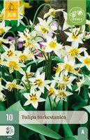 Tulp turkestanica 10 bollen - afbeelding 4