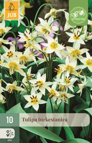 Tulp turkestanica 10 bollen - afbeelding 1