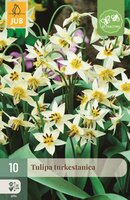 Tulp turkestanica 10 bollen