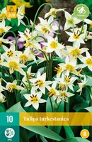 Tulp turkestanica 10 bollen - afbeelding 3