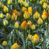 Tulp vanille coupe 5 bollen - afbeelding 3