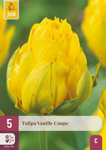 Tulp vanille coupe 5 bollen - afbeelding 2
