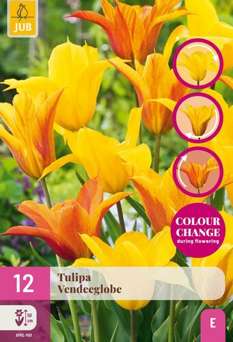 VENDEEGLOBE TULIPA