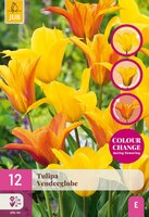 VENDEEGLOBE TULIPA