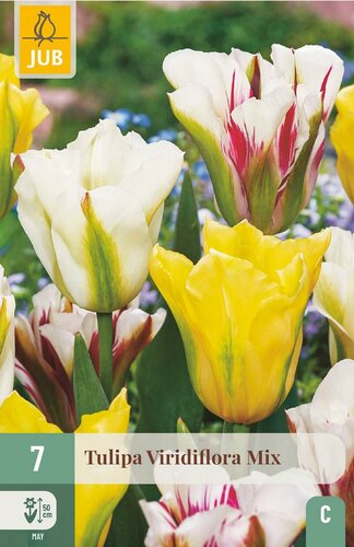 Tulp viridiflora mix 7 bollen - afbeelding 3