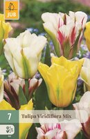 VIRIDIFLORA TULIPA