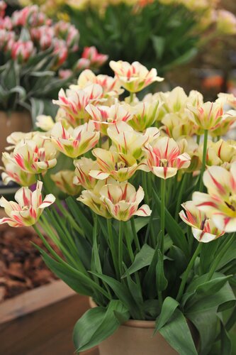 VIRIDIFLORA TULIPA