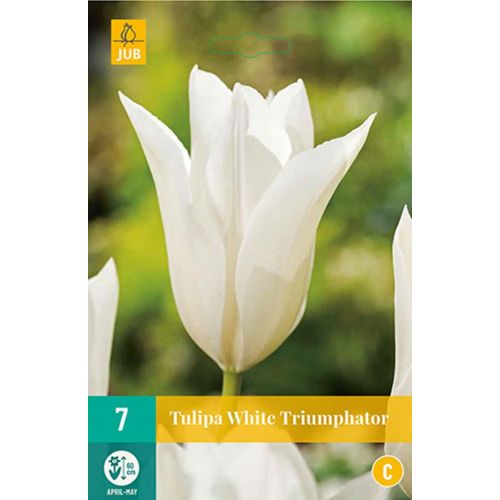Tulp white triumphator 7 bollen - afbeelding 1