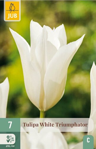 Tulp white triumphator 7 bollen - afbeelding 3