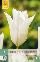 Tulp white triumphator 7 bollen - afbeelding 3
