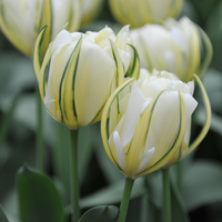 Tulp white valley 7 bollen - afbeelding 3