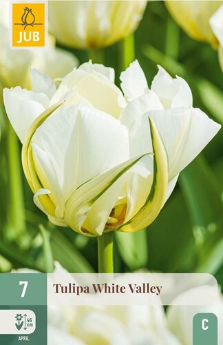 Tulp white valley 7 bollen - afbeelding 2