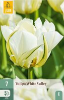 Tulp white valley 7 bollen - afbeelding 2