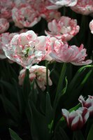 Tulp wild romance 3 bollen - afbeelding 2