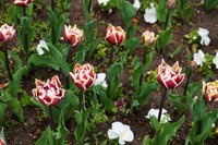 WYNDHAM TULIPA