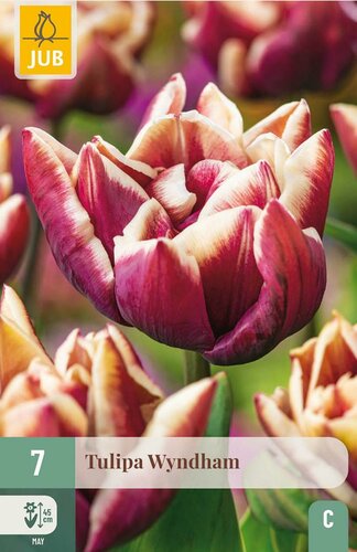 Tulp Wyndham 7 bollen - afbeelding 3
