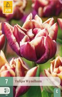 Tulp Wyndham 7 bollen - afbeelding 3